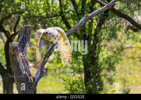 Grand hibou de l'aigle de Sibérie en vol. Ses ailes sont abaissées et ses grands yeux sont visibles. Banque D'Images