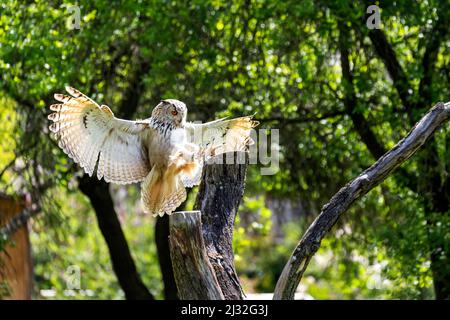 Le grand hibou de l'aigle atterrit sur un arbre. La chouette a ses jambes vers l'avant et ses griffes sont visibles. Banque D'Images