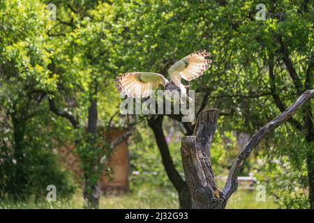 La grande hibou de l'aigle de Sibérie de l'Ouest a rebondi d'une branche et vole dans les airs. Banque D'Images