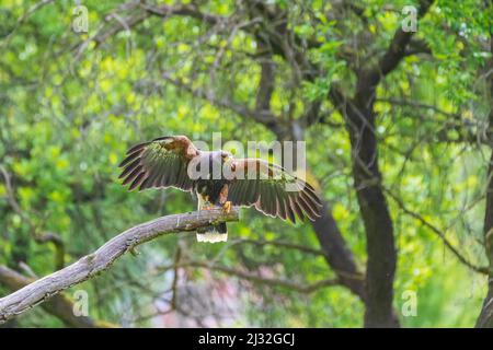 Parabuteo unicinctus - le Buzzard de Harris est situé sur un pré dans la forêt et se trouve sur une branche d'arbres. Buzzard est fauconé. Banque D'Images