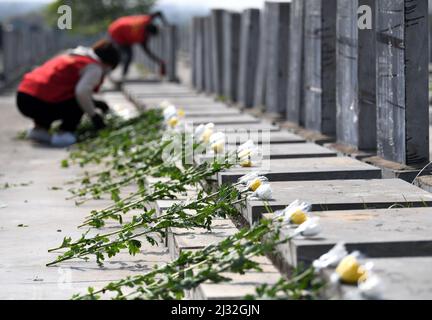 Pékin, province chinoise d'Anhui. 2nd avril 2022. Les bénévoles rendent hommage au défunt au nom du deuil dans un cimetière du comté de Feixi, dans la province d'Anhui, en Chine orientale, le 2 avril 2022. Le jour du tombeau en Chine, également appelé Festival de Qingming, est un jour pour les Chinois qui visitent les tombes de leurs ancêtres et de leurs proches décédés. En partie à cause de la dernière résurgence de la COVID-19, divers moyens à faible émission de carbone pour rendre hommage à des parents décédés, tels que des activités en ligne et des présentations de fleurs, ont été promus. Credit: Liu Junxi/Xinhua/Alay Live News Banque D'Images