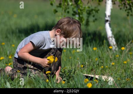 Petit garçon aux cheveux justes debout sur le genou vêtu de vêtements de sport collectant un bouquet de pissenlits jaunes dans une forêt de glades sur un fond naturel flou Banque D'Images