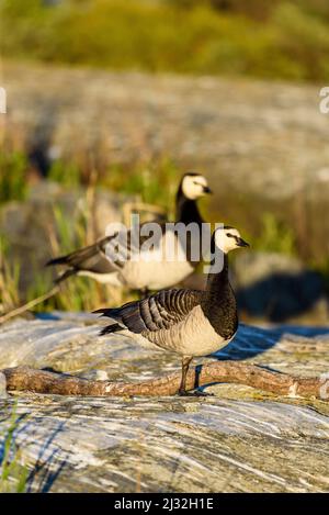 De nombreux oiseaux se reproduisent sur l'île phare Kylmaepiphlaja, hôtel phare, Rauma, côte ouest, Finlande Banque D'Images