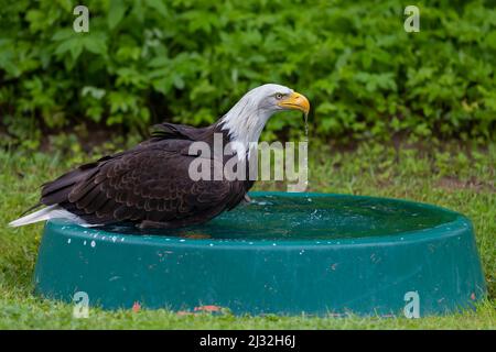 Un aigle à tête blanche à tête de faucon baigne dans une piscine. Banque D'Images