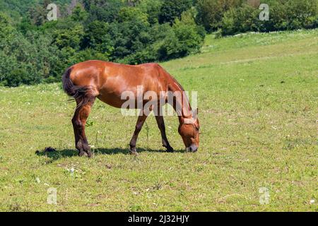 Le cheval brun musclé a une tête badue et des tombes dans le pré. Banque D'Images