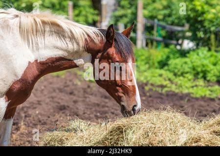Un cheval brun blanc mange du foin sec dans un corral. Banque D'Images