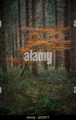 Hêtre entre conifères dans la forêt primitive de Baumweg, Ahlhorn, Basse-Saxe, Allemagne, Europe Banque D'Images