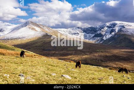 Montagnes enneigées de l'an Elen et de Carnedd Dafydd avec poneys de Carneddau sur le flanc de montagne de Gyn Wigau dans le parc national de Snowdonia. Gwynedd, nord du pays de Galles, Royaume-Uni Banque D'Images