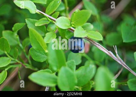 Brousse de myrtilles avec baies mûres de bleu foncé et feuilles vertes dans les bois par jour d'été Banque D'Images