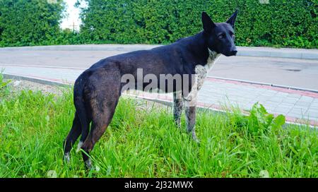 Un chien à fourrure noire et blanche s'assoit sur l'herbe verte du parc le jour du printemps Banque D'Images