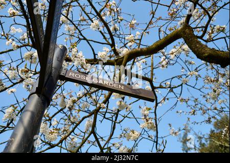 Panneau sous les fleurs printanières pointant vers le jardin des roses dans le parc Stanley, Blackpool Banque D'Images