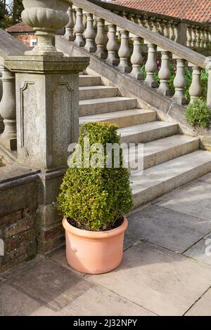 Une boîte tronquée (buxus arbuste) dans un pot d'argile à côté des marches de pierre. Ce jardin se trouve dans les magnifiques jardins de Goldsborough Hall, dans le North Yorkshire. Banque D'Images