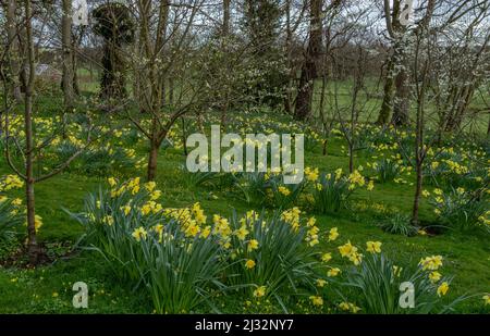 Jonquilles poussant dans une zone boisée dans le domaine de Goldsborough Hall dans le North Yorkshire. Banque D'Images