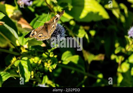 Un gros plan de la coenia de Junonia, connue sous le nom de buckeye ou buckeye. Banque D'Images