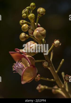 Un gros plan vertical de la branche de Couroupita guianensis, connue sous le nom d'arbre de boule de canon. Banque D'Images
