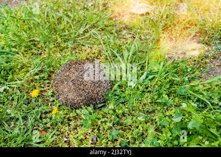 hérisson sur l'herbe , enroulé dans une balle, temps de printemps Banque D'Images