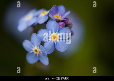 Petites fleurs bleu et jaune Forget-me-not en gros plan. Banque D'Images