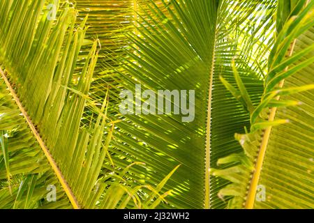 Gros plan de grandes feuilles de fougères tropicales vertes. Photo de haute qualité Banque D'Images