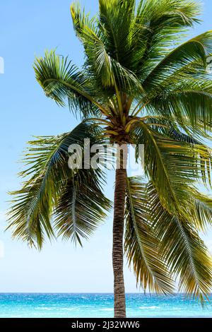 Le palmier solitaire se dresse sur les rives de la mer des Caraïbes. Magnifique paysage marin, mer azur et ciel bleu. Photo de haute qualité Banque D'Images