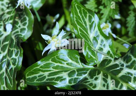 Gros plan de plante vivace herbacée , Arum italien ( Arum italicum ) croissant à côté d'un Leek à quelques fleurs ( Allium paradoxum) dans le jardin clos. Banque D'Images