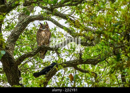 Grand hibou à cornes pour adultes perché en haut d'un arbre dans un vent très fort harcelé par un corbeau dans Audubon Park, la Nouvelle-Orléans, LA, États-Unis Banque D'Images