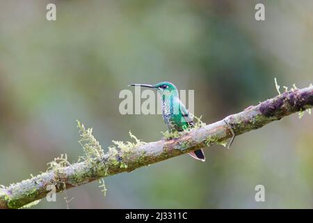 Colibri brillant à couronne verte - sur la perche Heliodoxa jacula Alajuela, Costa Rica BI033282 Banque D'Images