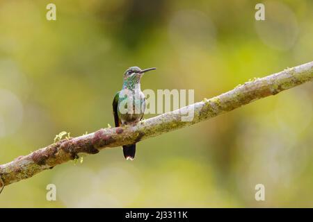 Colibri brillant à couronne verte - sur la perche Heliodoxa jacula Alajuela, Costa Rica BI033285 Banque D'Images