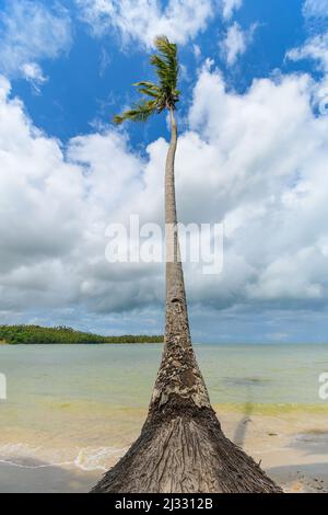 Un seul cococotier aux racines apparentes sur le sable d'une plage calme. Paysage de Praia dos Carneiros, Tamandari, PE, Brésil. Banque D'Images