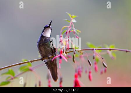 Colibri à queue grise – perchée Lampornis cinereicauda San Gerardo de Dota, Costa Rica BI033359 Banque D'Images