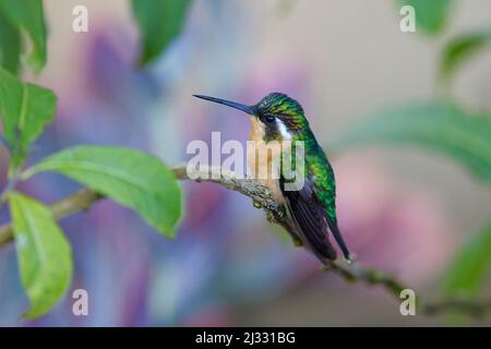 Colibri à queue grise – perchée Lampornis cinereicauda San Gerardo de Dota, Costa Rica BI033366 Banque D'Images