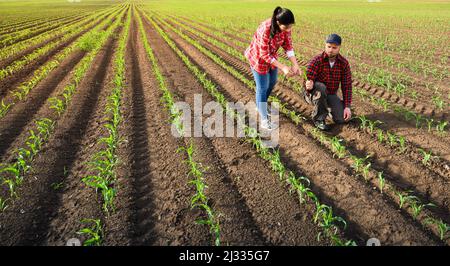 Les jeunes agriculteurs qui ont examiné la question ont planté de jeunes maïs au printemps Banque D'Images