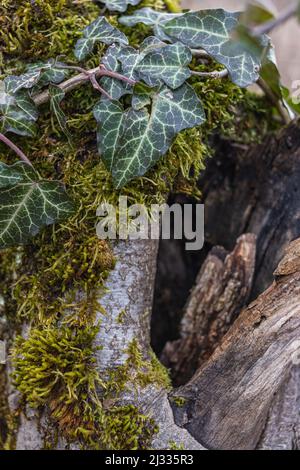 Arbre creux dans la vieille souche couverte de mousse, situé dans une grande forêt, proche, arrière-plan Banque D'Images