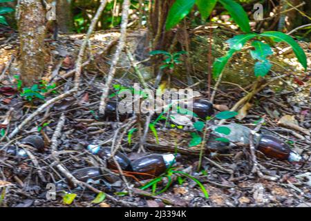 Déchets déchets déchets bouteilles de déchets dans la forêt tropicale mexicaine forêt naturelle vue panoramique à Puerto Aventuras Quintana Roo Mexique. Banque D'Images