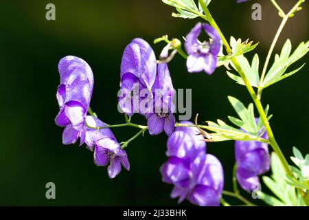 Les fleurs d'une plante brillent au soleil, Lamstedt, Basse-Saxe, Allemagne Banque D'Images