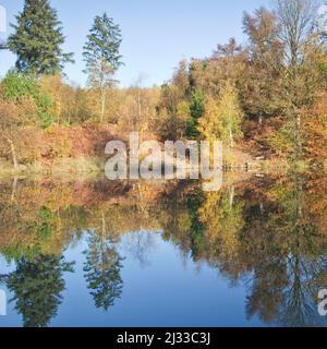 Horsepain Pool arbres autour des marges dans la couleur d'automne glorieuse sur Cannock Chase AONB (région d'une beauté naturelle exceptionnelle) dans le Staffordshire Angleterre Banque D'Images