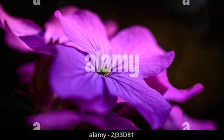 Les fleurs violettes distinctives de fleurs d'honnêteté dans un jardin de Cottage anglais au début du printemps. Banque D'Images