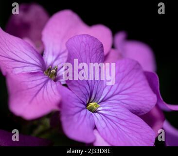 Les fleurs violettes distinctives de fleurs d'honnêteté dans un jardin de Cottage anglais au début du printemps. Banque D'Images
