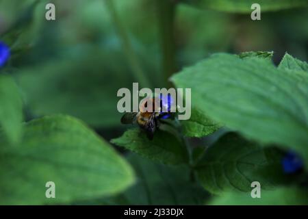 Abeille commune de Carder, Bombus pascuorum recherche sur les fleurs d'un alcanet vert , Pentaglottis sempervirens Banque D'Images