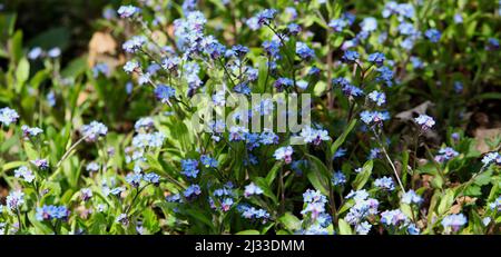 Gros plan des fleurs Blue Forget-Me-Not poussant dans le jardin patrimonial clos de la réserve naturelle de Warley place, Essex, Grande-Bretagne. Banque D'Images