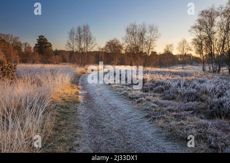Sentier sur Newtown Common en hiver matin gel, Burghclere, près de Newbury, Berkshire, Angleterre, Royaume-Uni, Europe Banque D'Images