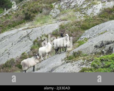 Une photo d'un groupe de moutons entourés de vert et de pierreux en Norvège Banque D'Images