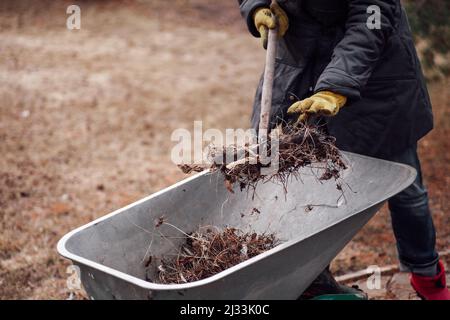 Le nettoyage des ouvriers agricoles, le désherbage de la cour, la cueillette de plantes séchées, l'herbe dans la brouette pour le compost futur. Soin du sol Banque D'Images