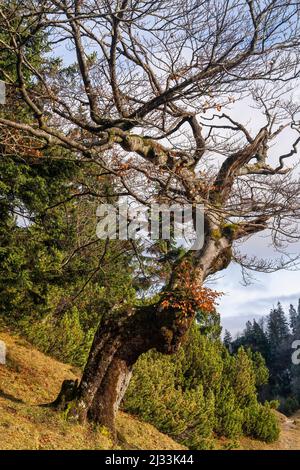 Vieux hêtre de montagne sur le chemin de Herzogstand, Bavière, Allemagne Banque D'Images