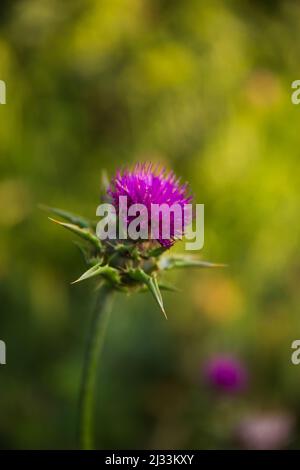 Fleur de chardon de lait (Silybum ou Carduus Marianum) Blooming avec des traces si pollen au fond de la Citadelle de Carcassonne Banque D'Images