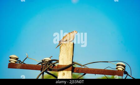 Un oiseau de Dove simple assis sur la tour électrique. Une colombe reposant sur le poteau de rue le matin d'hiver. Banque D'Images