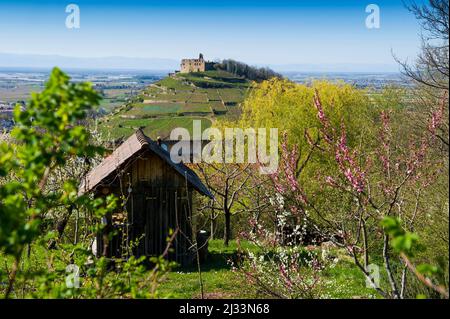 Vignobles et amandiers en fleur au printemps, Staufen, Forêt Noire, Bade-Wurtemberg, Allemagne Banque D'Images