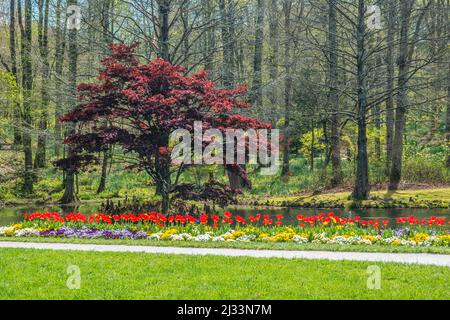 Tulipes rouge vif en pleine fleur avec des pansies multicolores plantées le long de l'étang et de sentier dans le parc avec des arbres en arrière-plan, un jour ensoleillé à ea Banque D'Images
