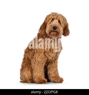 Adorable abricot rouge Cobberdog aka Labradoodle chien chiot, assis sur les côtés. Regarder directement vers l'appareil photo. Isolé sur fond blanc. Banque D'Images