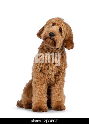 Adorable abricot rouge Cobberdog aka Labradoodle chien chiot, assis face à l'avant. Aspect curieusement sur les côtés avec une jolie inclinaison de la tête. Isolé sur bac blanc Banque D'Images