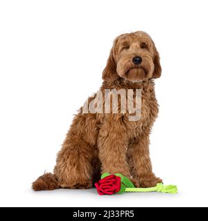 Adorable abricot rouge Cobberdog aka Labradoodle chien chiot, assis côtés avec le jouet qui ressemble à une rose. Les yeux sont fermés. Isolé sur fond blanc. Banque D'Images